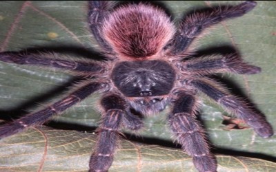 IRIDOPELMA CF ROSA SLING IMPORT TARANTULA